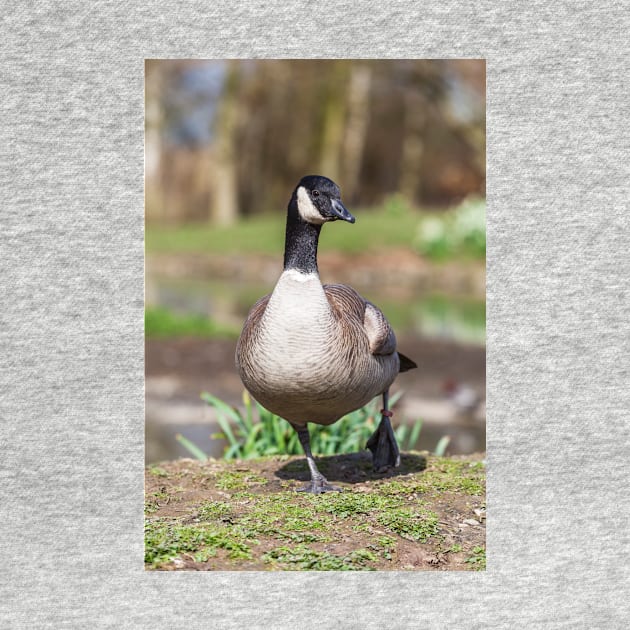 Canada Goose by GrahamPrentice